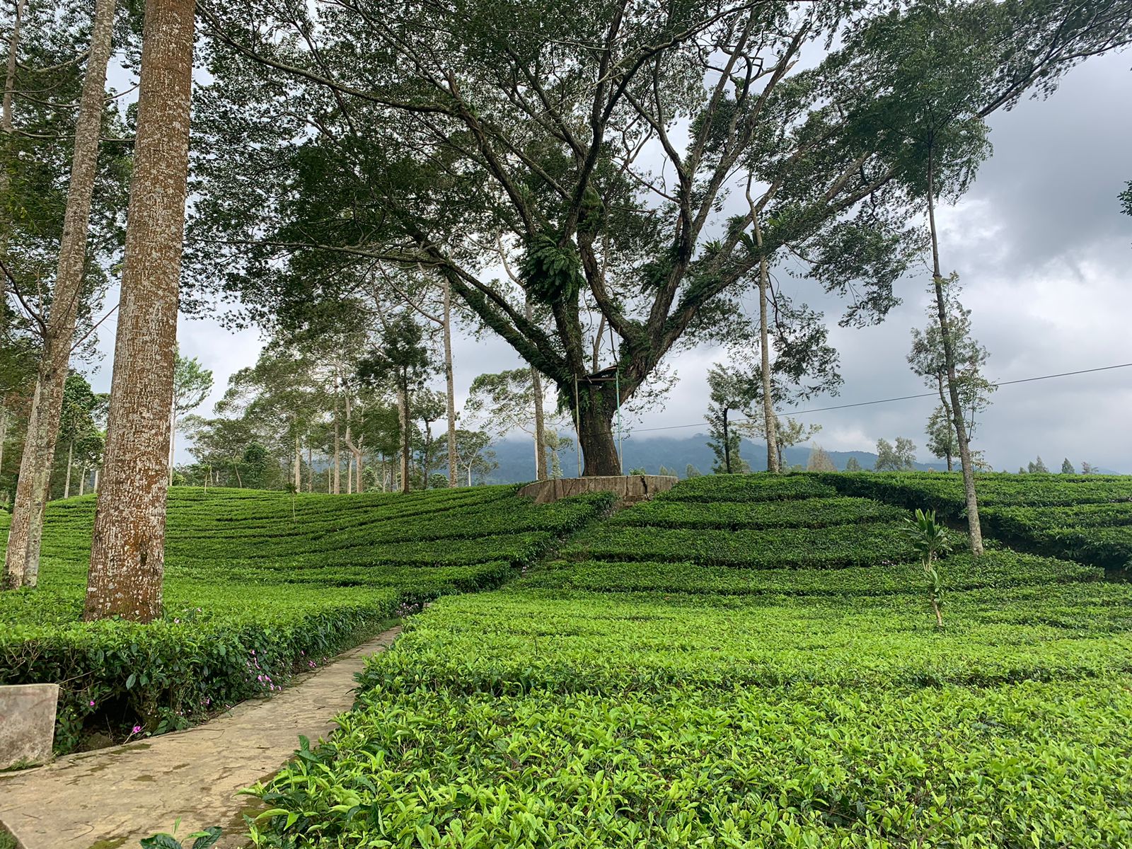 Agro Wisata Tambi Masuk 60 Besar Wonderful Indonesia Award 2025: Wonosobo Torehkan Prestasi Nasional