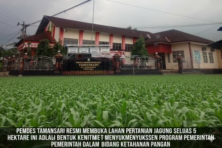 Pemdes Tamansari Dorong Ketahanan Pangan Lewat BUMDes Buka Lahan Jagun