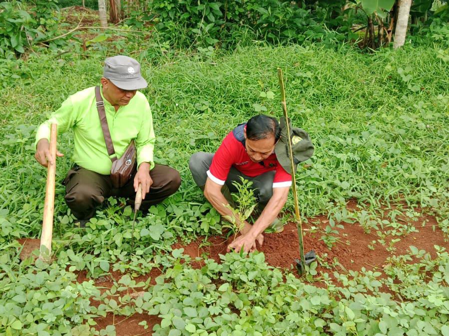 Reboisasi Kawasan Hutan, Perhutani Kendal Bersama Saka Wana Bakti Tanam Pohon di Bumi Perkemahan Adi